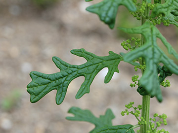 Dysphania schraderiana