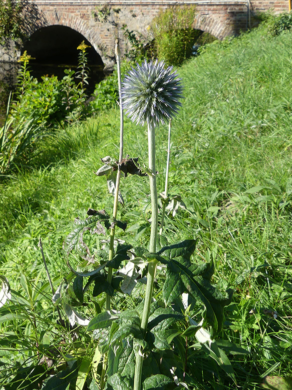 Echinops banaticus