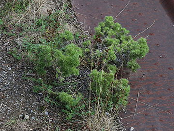 Echium vulgare