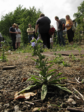 Echium vulgare