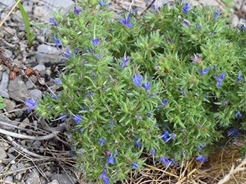 Echium vulgare