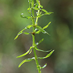 Elodea nuttallii - Nuttals Wasserpest
