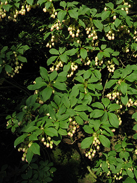 Enkianthus campanulatus