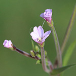 Epilobium palustre - Sumpf-Weidenröschen