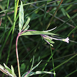 Epilobium palustre - Sumpf-Weidenröschen