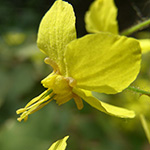 Epimedium pinnatum - Gefiederte Sockenblume