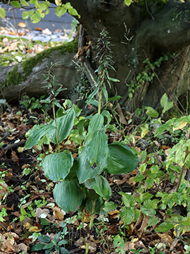 Epipactis helleborine
