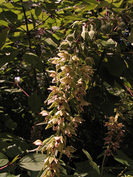 Epipactis helleborine