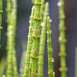 Equisetum dycei - Dyces Schachtelhalm