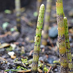 Equisetum dycei - Dyces Schachtelhalm