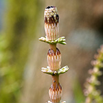 Equisetum mildeanum - Mildes Schachtelhalm