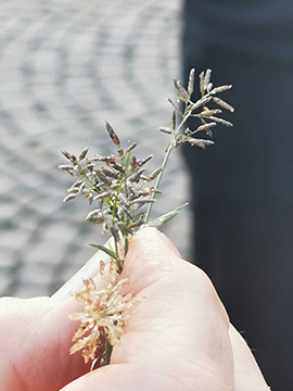 Eragrostis minor