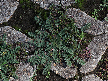 Erodium cicutarium