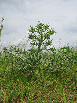 Eryngium campestre