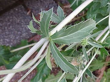 Eryngium planum