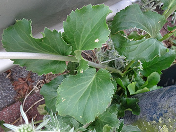Eryngium planum