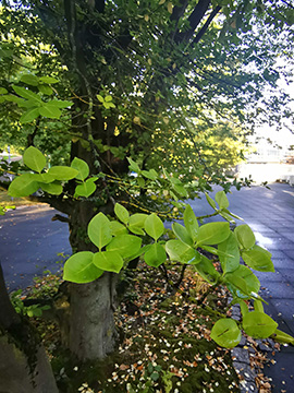 Euonymus fortunei