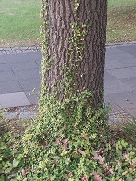 Euonymus fortunei