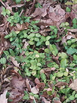 Euonymus fortunei