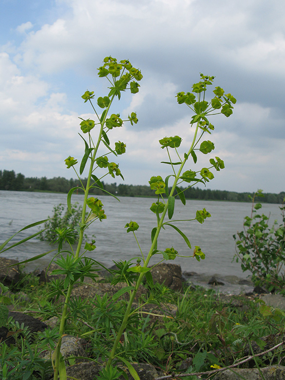 Euphorbia esula