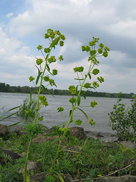 Euphorbia esula