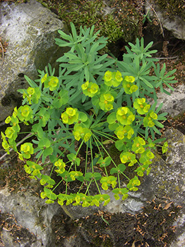 Euphorbia esula