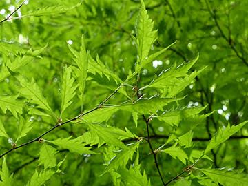 Fagus sylvatica Aspleniifolia