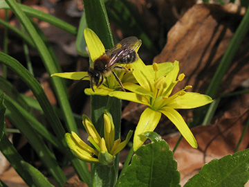 Gagea lutea