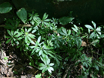 Galium odoratum