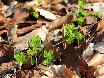 Galium odoratum