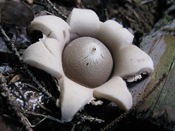 Geastrum fimbriatum
