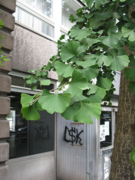 Ginkgo biloba