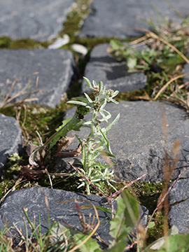 Gnaphalium uliginosum