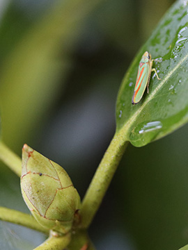 Graphocephala fennahi