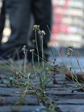 Helichrysum luteoalbum
