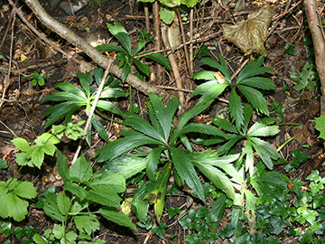 Helleborus viridis