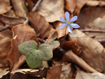 Hepatica nobilis