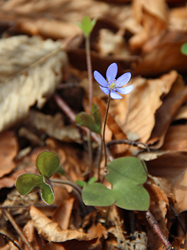 Hepatica nobilis
