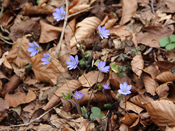 Hepatica nobilis