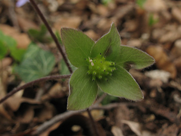 Hepatica nobilis