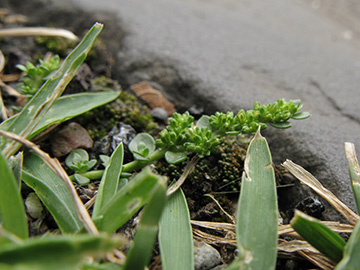Herniaria glabra