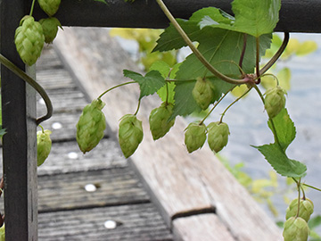 Humulus lupulus