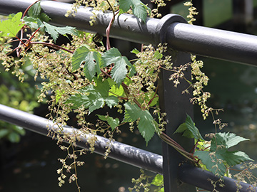Humulus lupulus