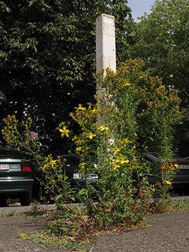 Hypericum perforatum