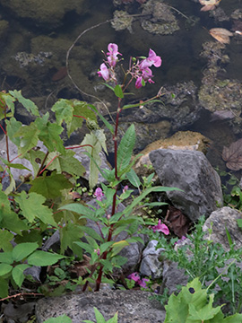 Impatiens glandulifera