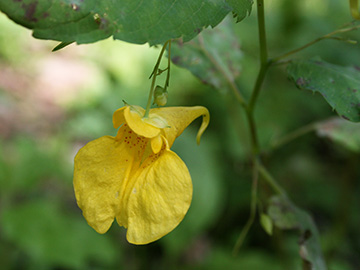 Impatiens glandulifera