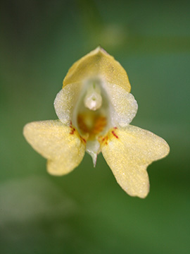 Impatiens parviflora