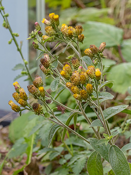 Inula conyzae