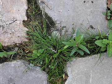 Isolepis setacea
