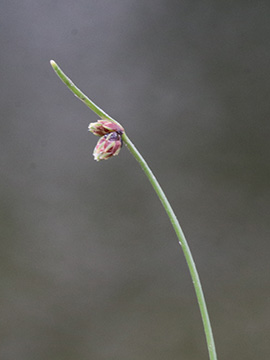 Isolepis setacea